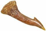 Fossil Sawfish (Onchopristis) Rostral Barb - Morocco #366699-1